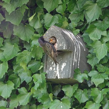 Hasselfeldt Nistkasten Vogelhaus aus Holzbeton 48mm Rundloch für Stare, Gartenrotschwänze &, Mittelspecht, Langlebig, Wetterfest, Vogelkasten, Nisthaus für Vögel