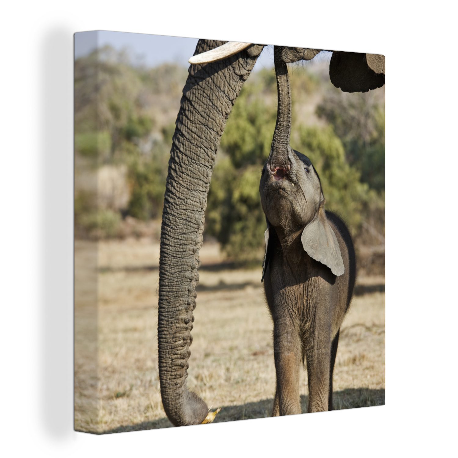 OneMillionCanvasses® Leinwandbild Elefantenbaby kommuniziert mit seiner Mutter, (1 St), Leinwand Bilder für Wohnzimmer Schlafzimmer