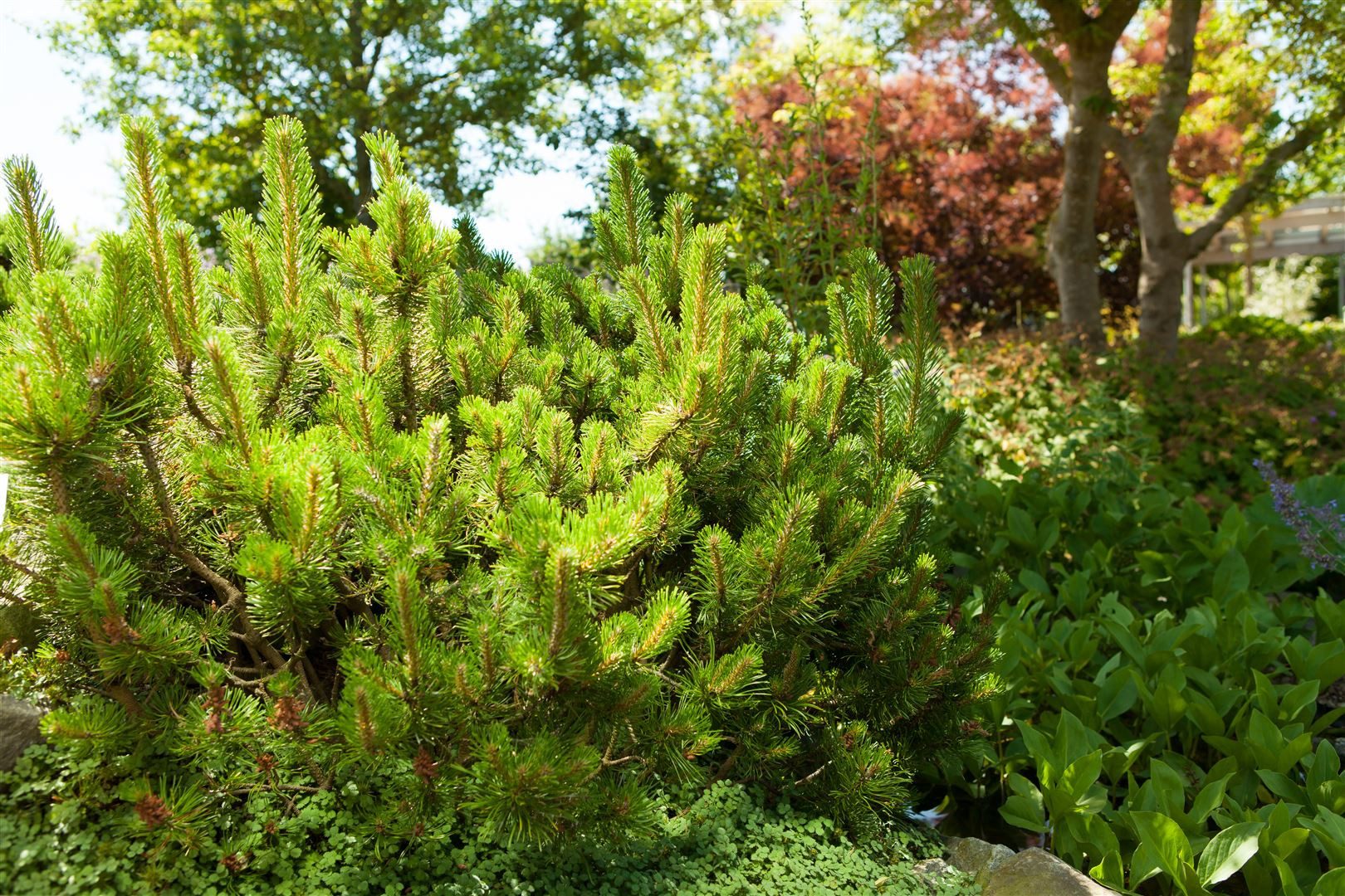Pflanzen für Dich Konifere Pinus mugo mughus, 1 St., Bergkiefer, Latschenkiefer, Krummholz-Kiefer, kompakt, immergrün