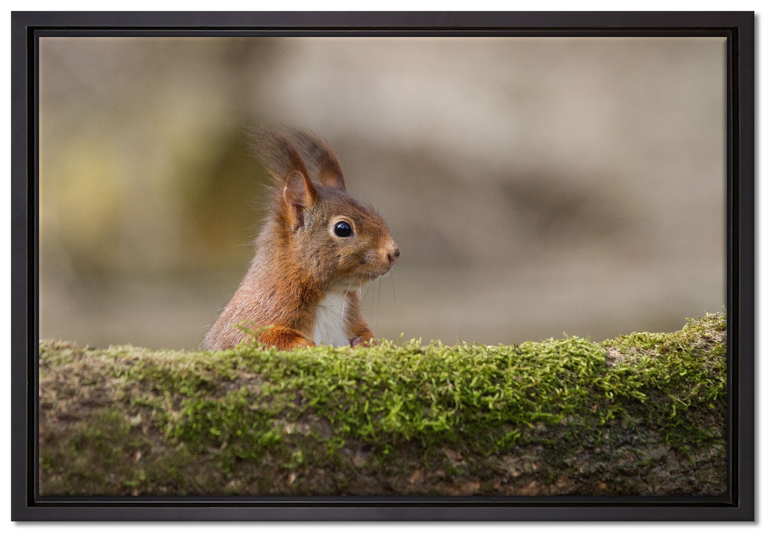 Pixxprint Leinwandbild Eichhörnchen hinter Baumstamm, Wanddekoration (1 St), Leinwandbild fertig bespannt, in einem Schattenfugen-Bilderrahmen gefasst, inkl. Zackenaufhänger