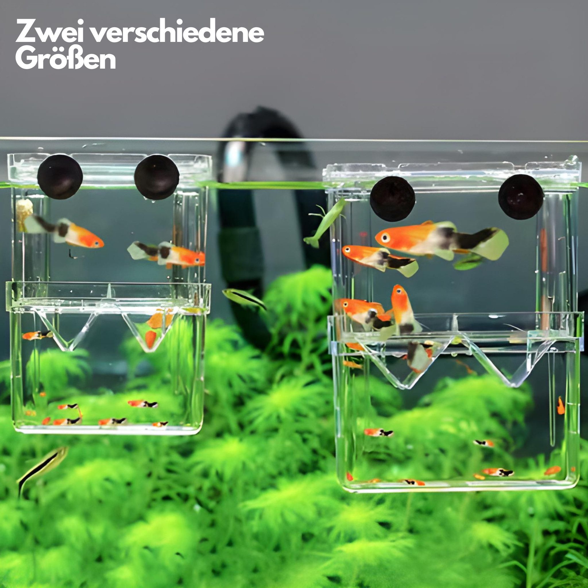 HS.SUPPLY Aquarium Aufzuchtbecken, Ablaichbehälter, Mini Aquarium, Mit Trennboden zur Aufzucht zweier Tiere gleichzeitig