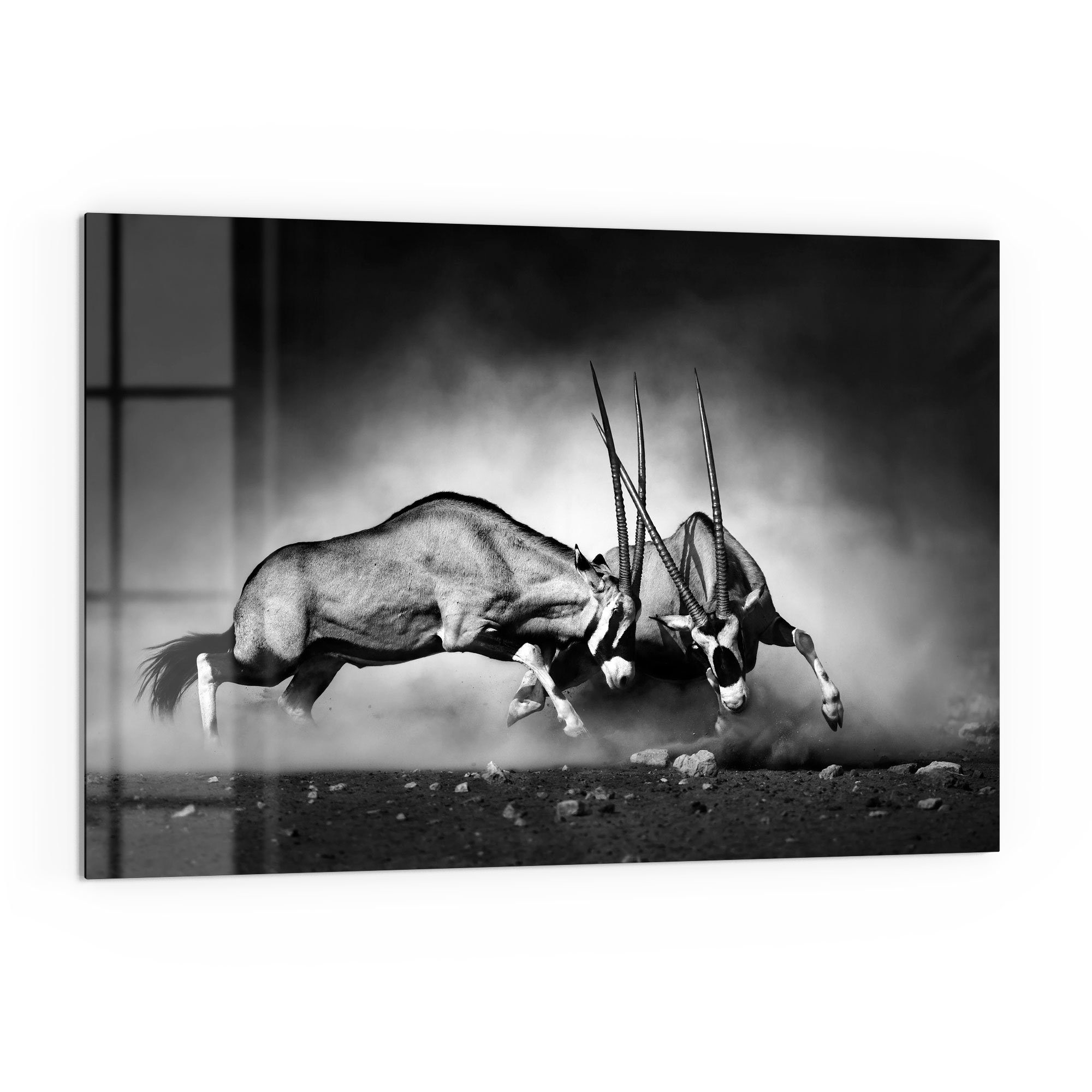 DEQORI Küchenrückwand 'Aggressive Oryxantilopen', Glas Spritzschutz Badrückwand Herdblende
