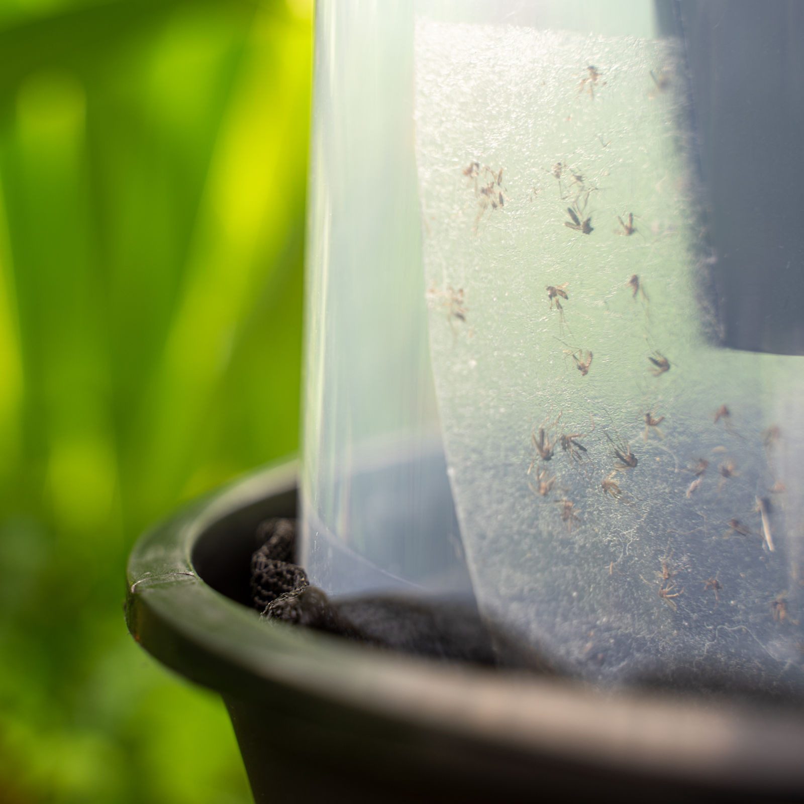 Biogents AG Ultraschall-Tierabwehr Biogents Sticky Cards, Nachfüllpackung für BG-Gat Tigermückenfalle