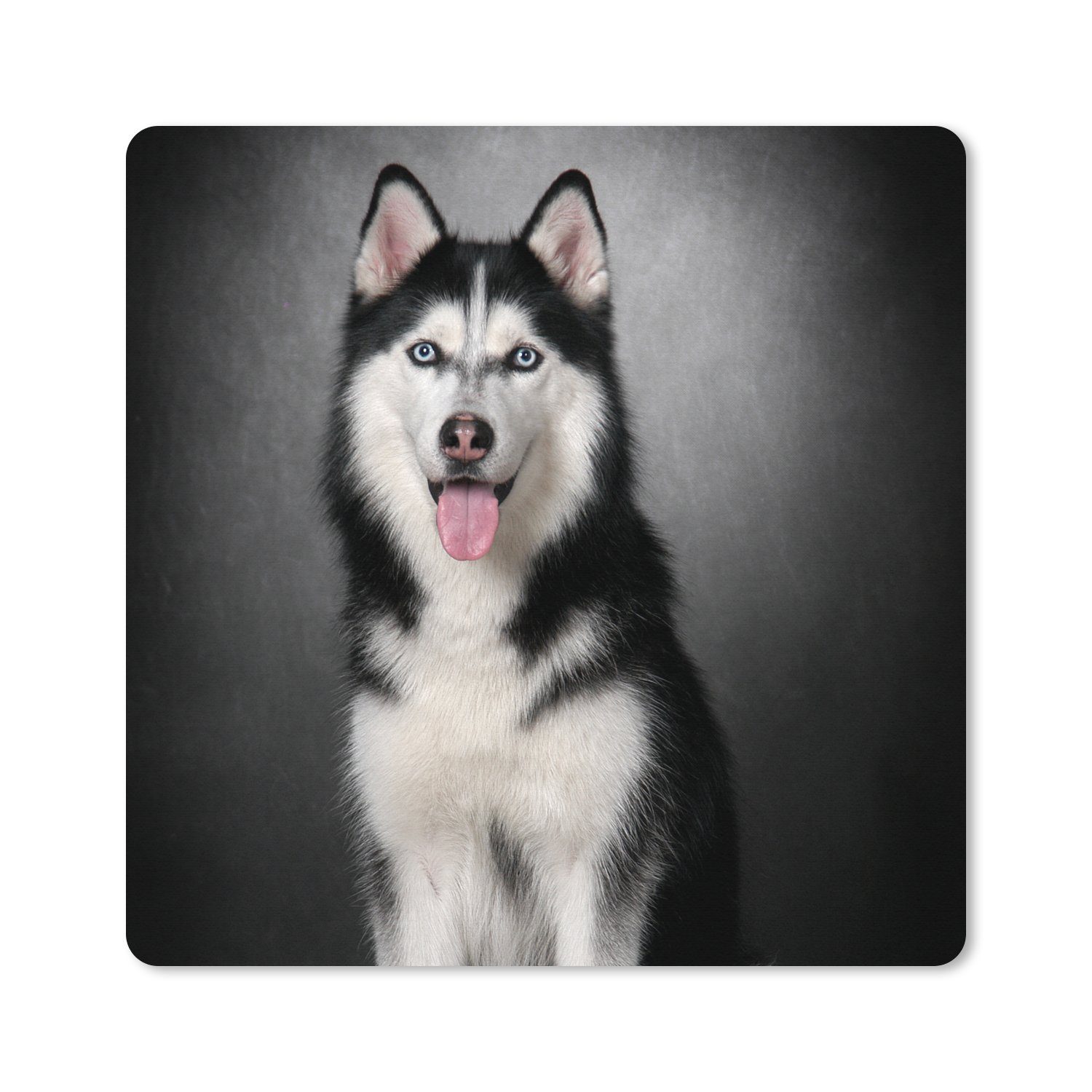 MuchoWow Mauspad Sibirischer Husky (1-St), Mauspad groß, Zubehör für Gaming Zimmer, Desk Mat, 80x80 cm
