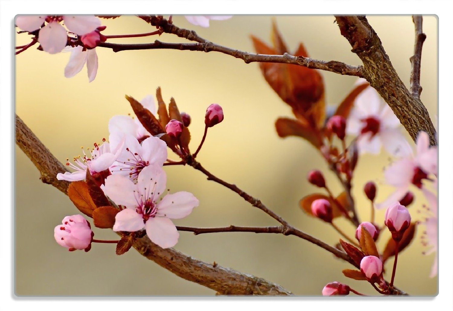 4mm, I Gummifüße Frühlingsgefühle 1-St), (inkl. in Nahaufnahme, rutschfester Kirschblüten Frühstücksbrett Wallario 20x30cm -