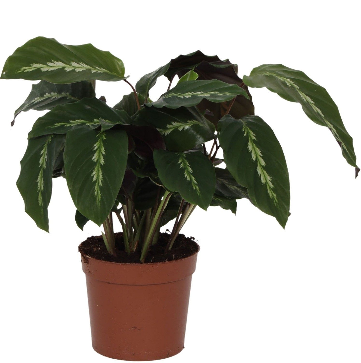 meinvipshop Zimmerpflanze Calathea Maui Queen 40cm Zimmerpflanze
