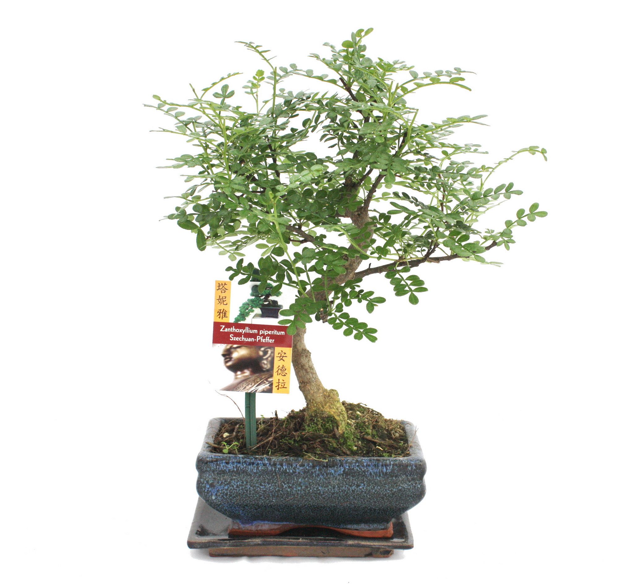 Exotenherz Zimmerpflanze Bonsai Szechuan-Pfeffer - Zanthoxylum piperitum - ca. 6 Jahre