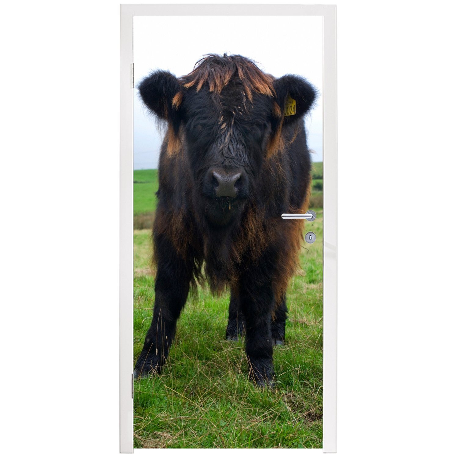 MuchoWow Türtapete Schottische Highlander - - Fototapete Gras, Türaufkleber, Matt, St), Grün - - 75x205 Natur bedruckt, Tür, für Kühe (1 cm
