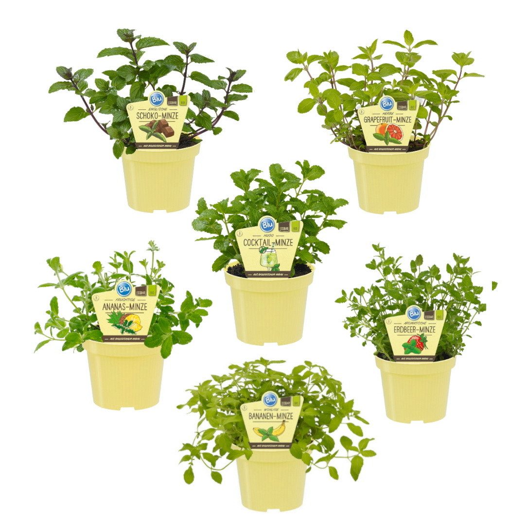 Exotenherz Gewürzkraut Minze Set 6 Pflanzen Ananas Banane Erdbeere Schoko HUGO Grapefruit