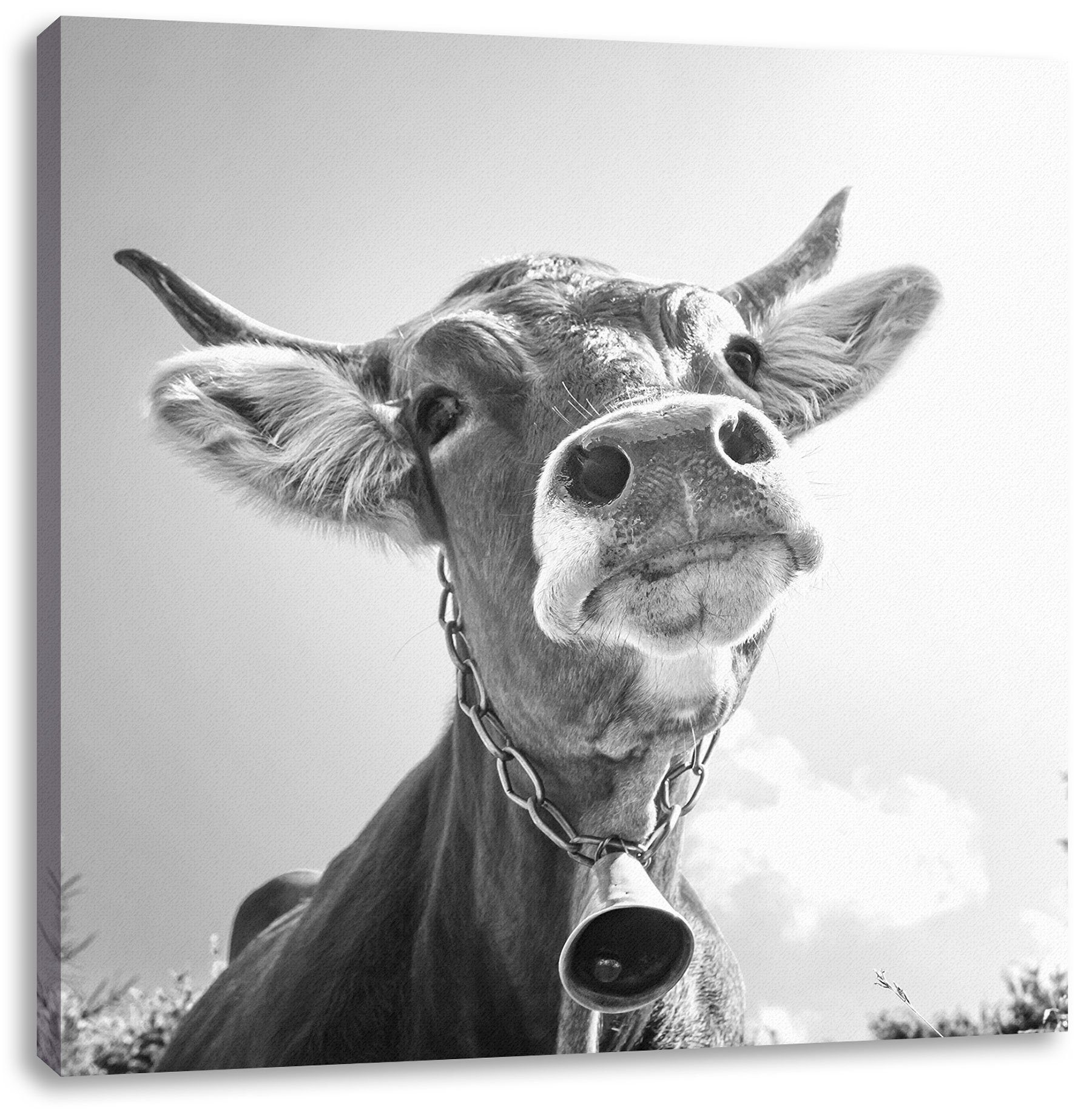 inkl. Pixxprint bespannt, Kuh einer (1 Portrait einer St), Leinwandbild fertig Kuh, Leinwandbild Zackenaufhänger Portrait