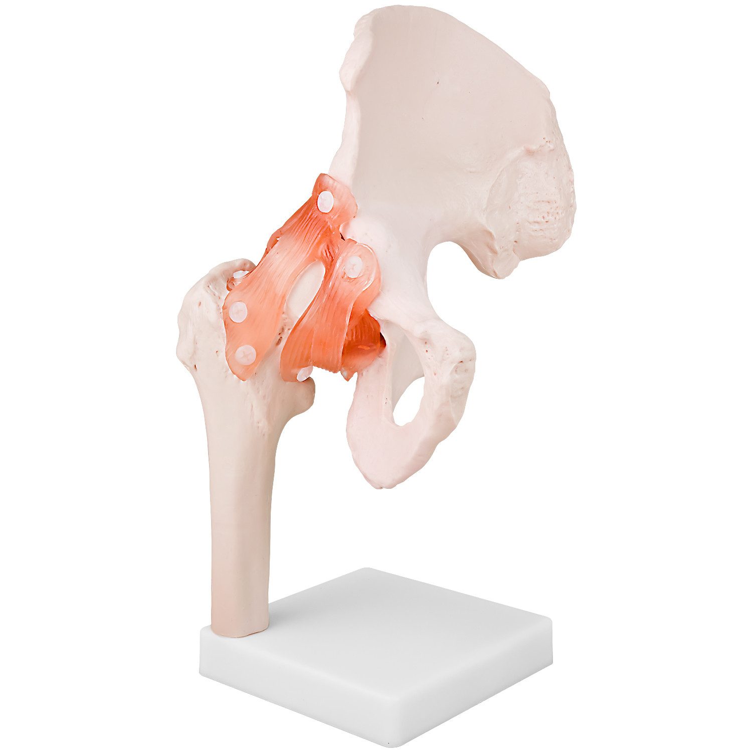 MedMod Dekoobjekt Anatomiemodell Skelett Modell Lebensgroß Anatomisches Modell Hüfte