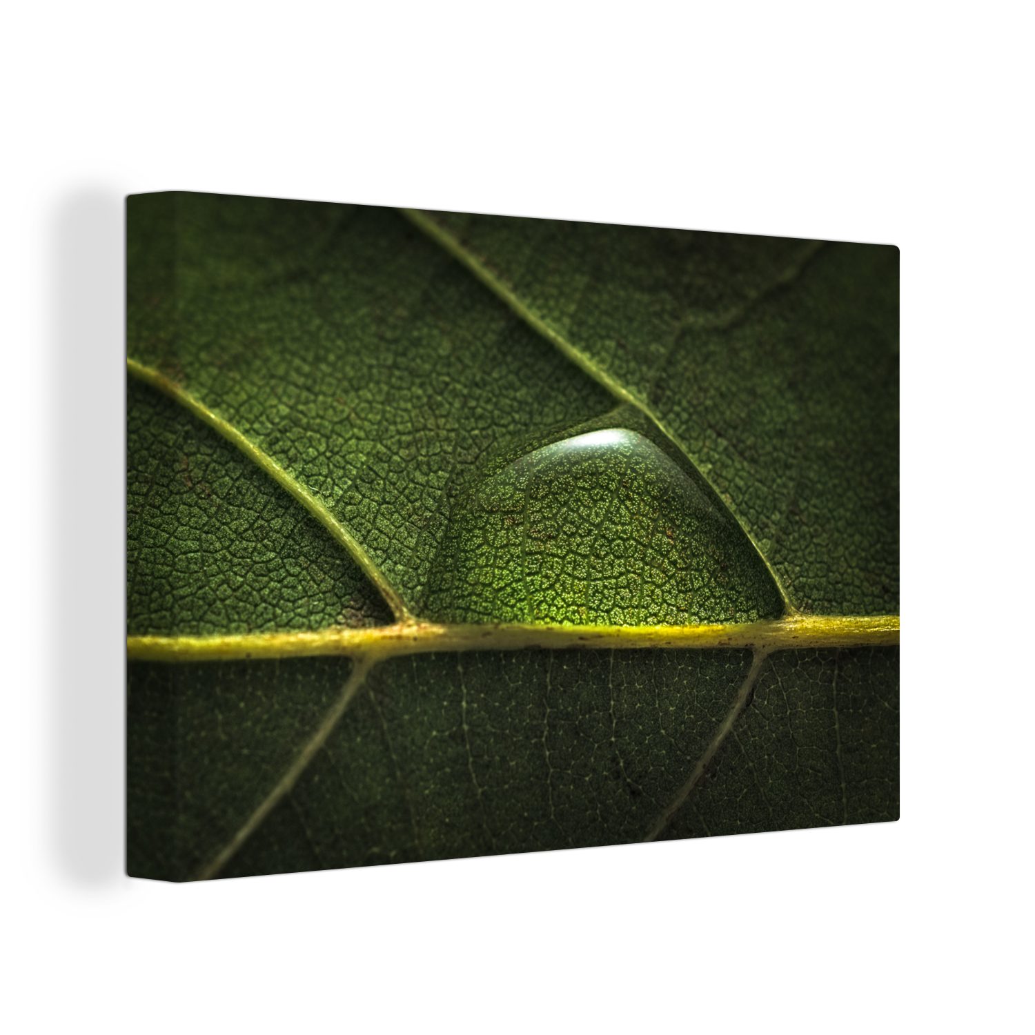 OneMillionCanvasses® Leinwandbild Foto eines Wassertropfens auf einem botanischen Blatt, (1 St), Wandbild Leinwandbilder, Aufhängefertig, Wanddeko, 30x20 cm