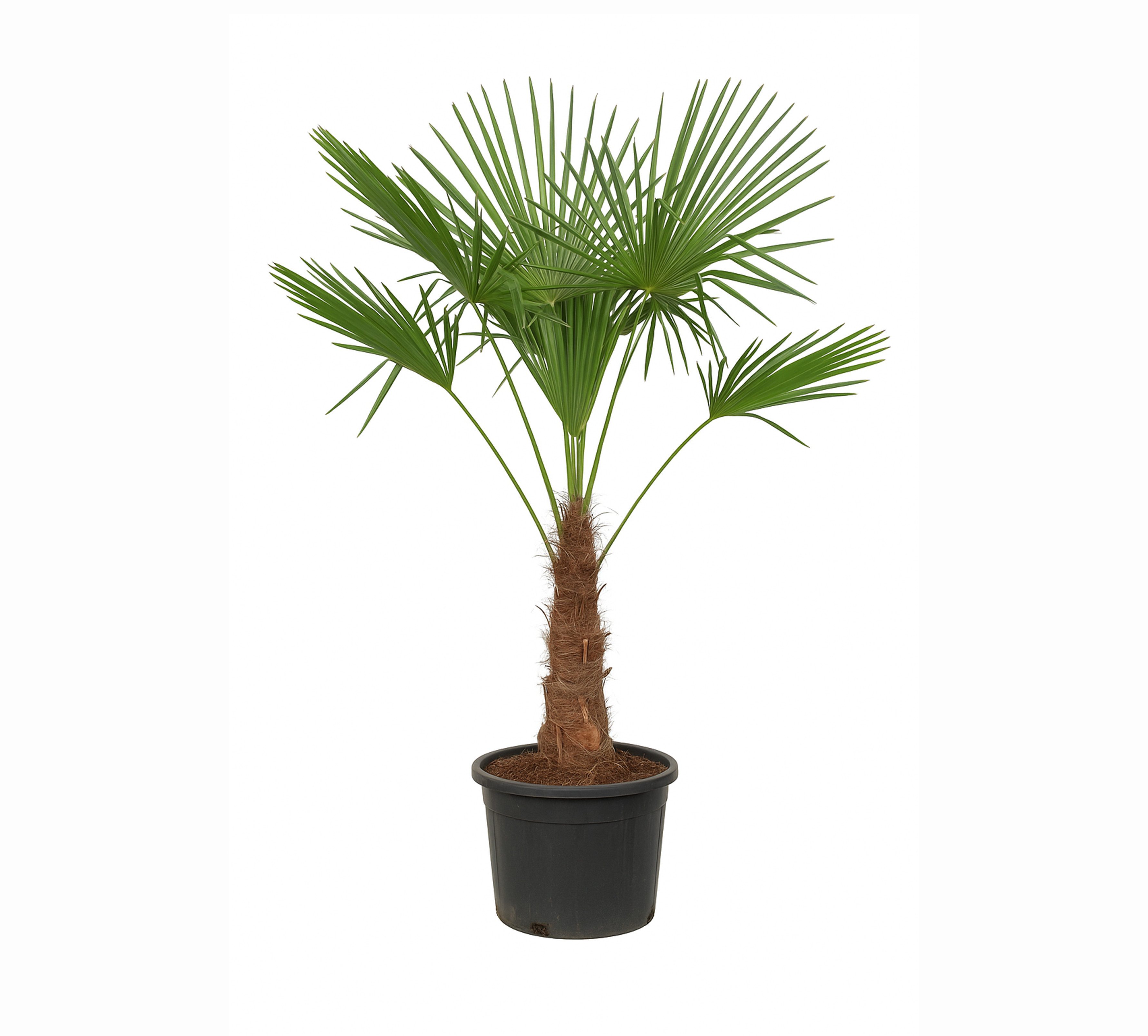 Palms-Store Baum Palme Trachycarpus fortunei 140 - 170 cm, Hanfpalme, winterhart bis -19°C