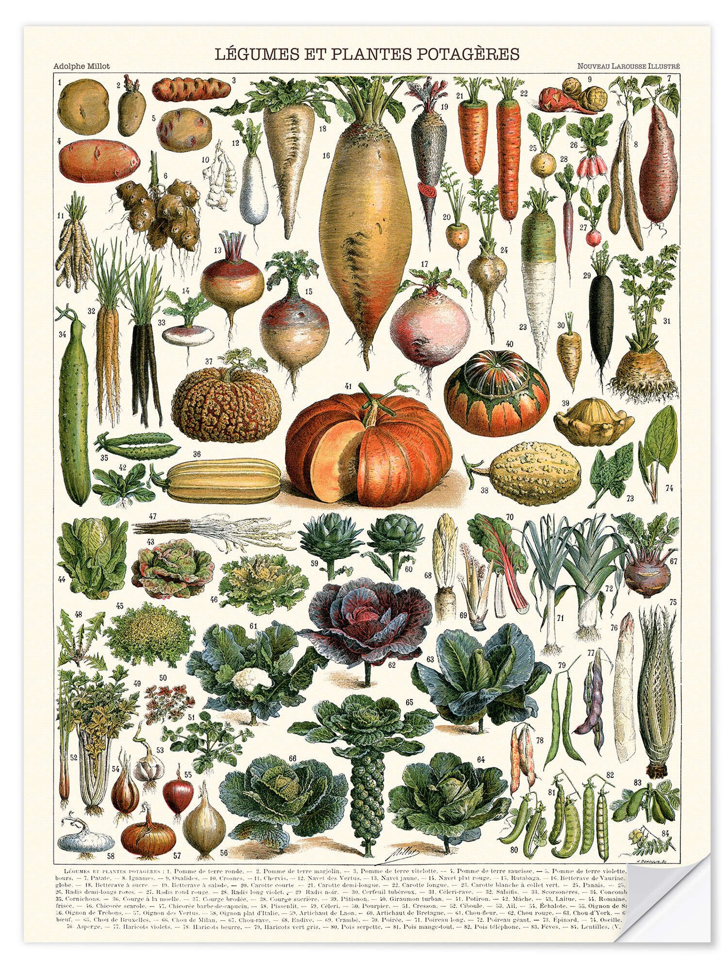 Posterlounge Wandfolie Adolphe Millot, Gemüse und Hülsenfrüchte (französisch), Klassenzimmer Vintage Illustration
