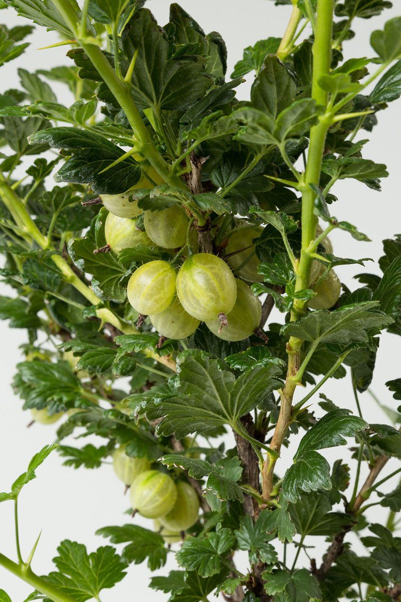 Garten von Ehren Obstpflanze Ribes uva-crispa Hinnonmäki gelb Containerware 40-60 cm hoch