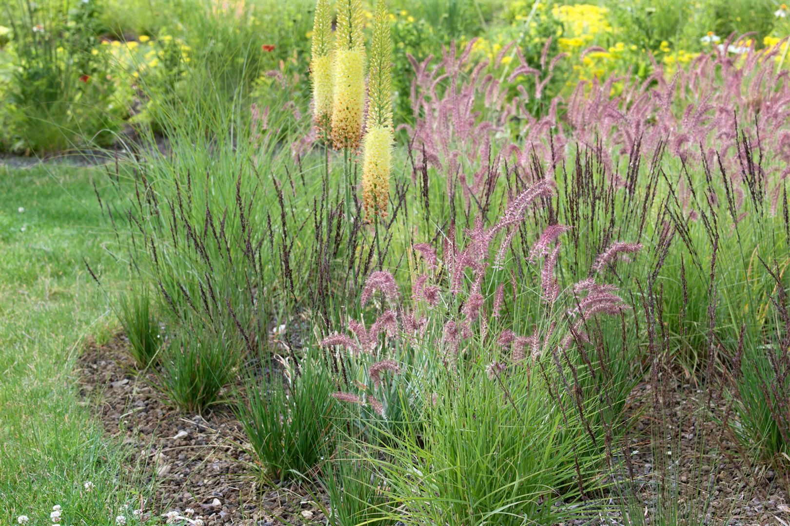 Pflanzen für Dich Травы Pennisetum orientale Tall Tails, 1 St., Orientalisches Federborstengras, rosa Blütenähren, buschiger Wuchs