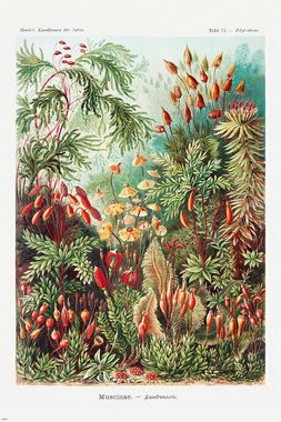 Close Up Poster Kunstformen der Natur Poster 3er-Set Ernst Haeckel 61 x 91,5