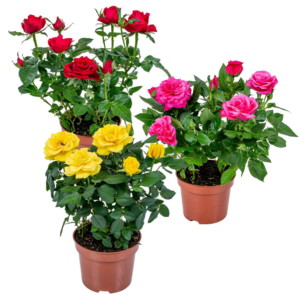 Bloomique Zimmerpflanze Bloomique - 3er-Mix - Topfrosen - Rot, Gelb, Rosa - Zimmerpflanzen - G, 3 St.