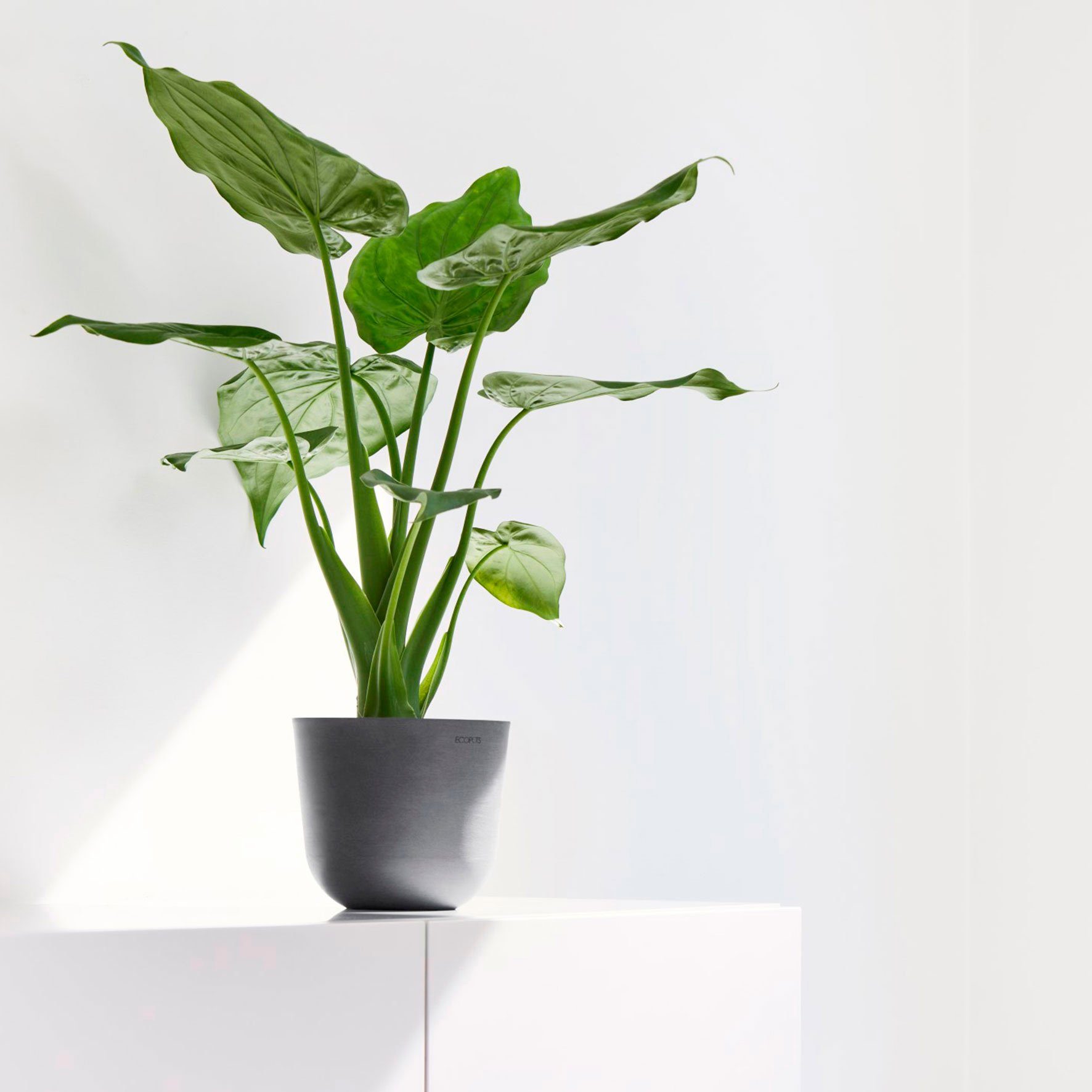 ECOPOTS Blumentopf Oslo Mini 16 Grau, für den Innenbereich günstig online kaufen