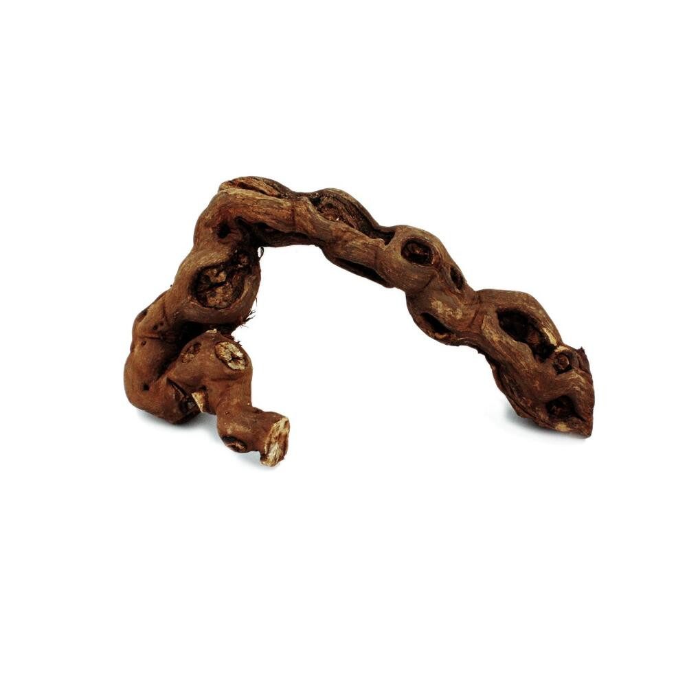 Exotenherz Zimmerpflanze Rebholz 18-20 cm günstig online kaufen