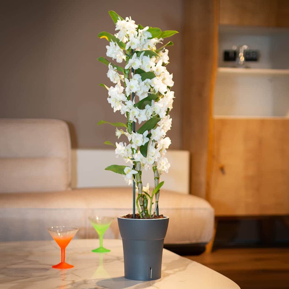 Happy plants Blumentopf Dali-Dea - Selbstbewässernder günstig online kaufen