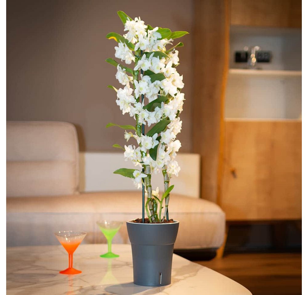 Thumbnail - Happy plants Blumentopf Dali-Dea - Selbstbewässernder Orchideentopf, Mattoptik, rund, leichtgewichtig