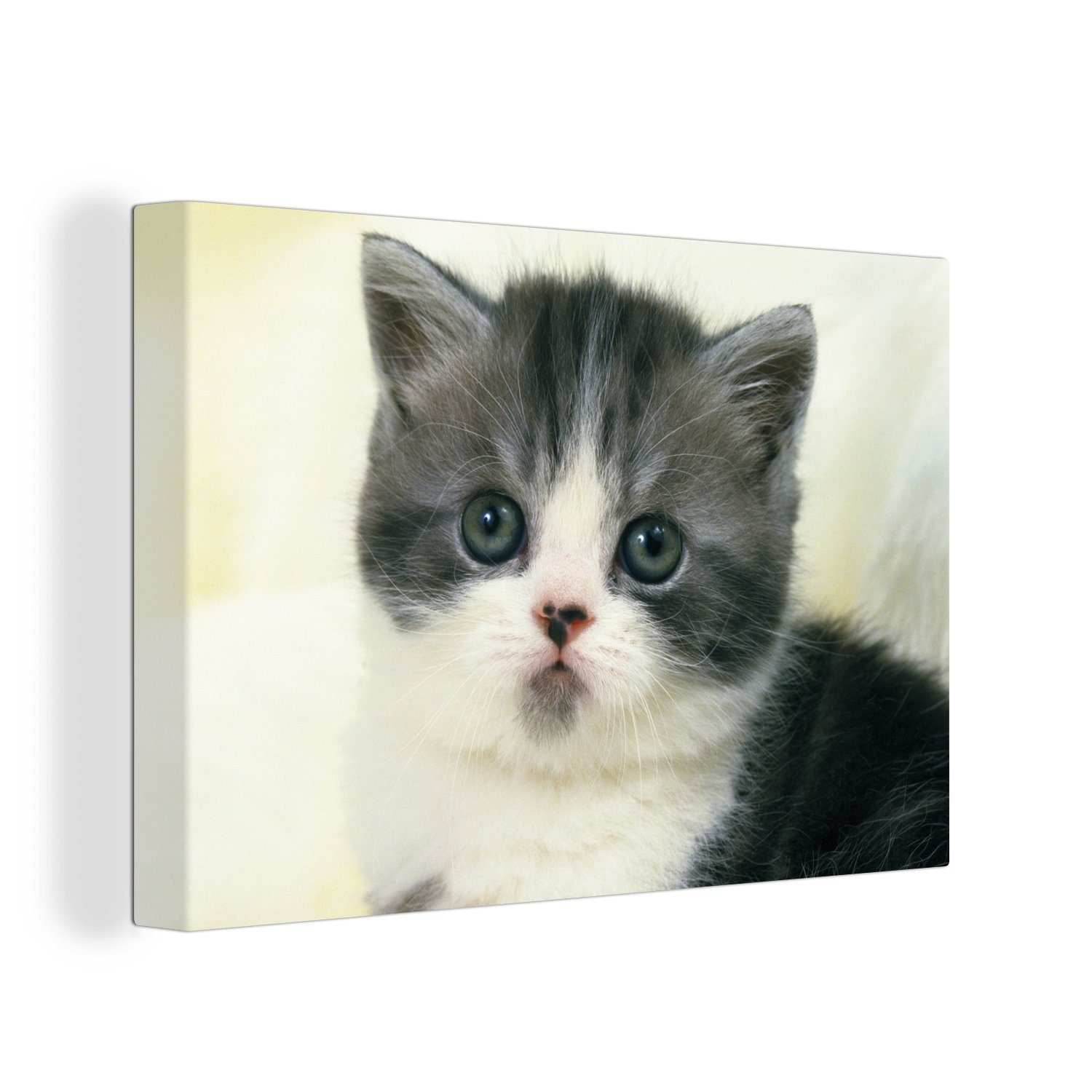 OneMillionCanvasses® Leinwandbild Niedliches grau-weißes Exotic-Kätzchen, (1 St), Wandbild Leinwandbilder, Aufhängefertig, Wanddeko, 30x20 cm