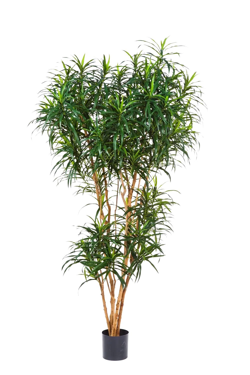 Kunstbaum Künstlicher Drachenbaum - Helmut, 180 cm, aplanta