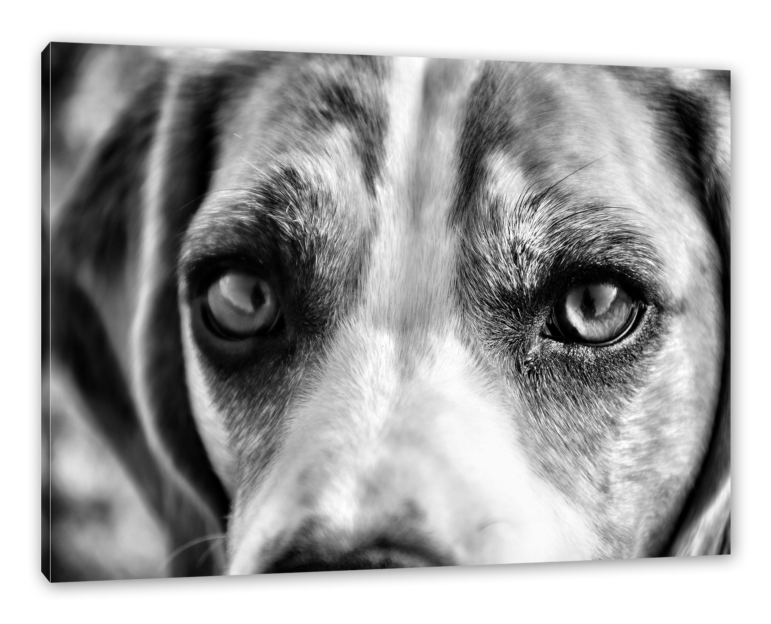 Zackenaufhänger (1 Leinwandbild bespannt, große große Pixxprint Leinwandbild St), fertig Beagle-Augen, Beagle-Augen inkl.