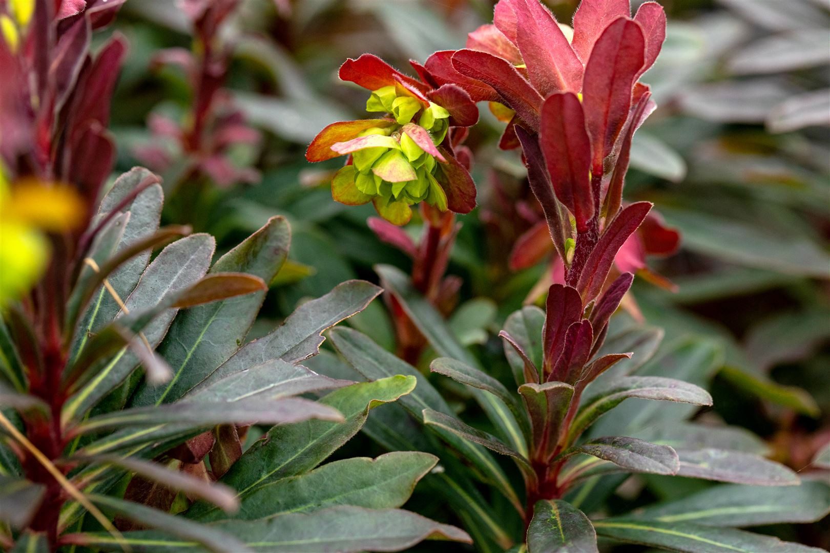 Pflanzen für Dich Staude Euphorbia amygdaloides Purpurea, 1 St., Mandelblättrige Wolfsmilch, Purpur-Wolfsmilch