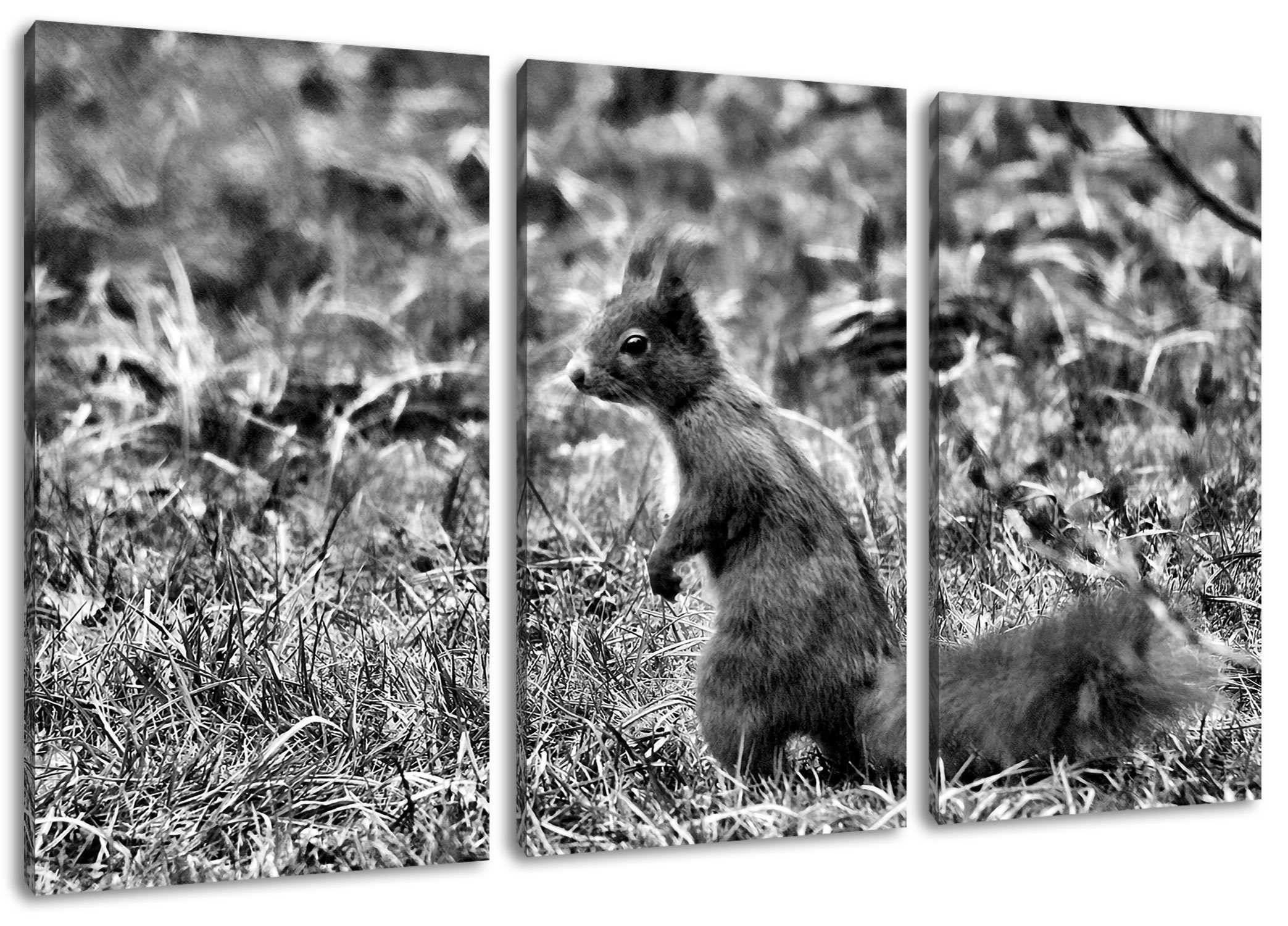 Pixxprint Leinwandbild Eichhörnchen auf Boden, Eichhörnchen auf Boden 3Teiler (120x80cm) (1 St), Leinwandbild fertig bespannt, inkl. Zackenaufhänger