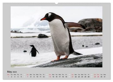 CALVENDO Wandkalender Antarctica Wildlife / UK-Version (Premium-Calendar 2023 DIN A2 Landscape)