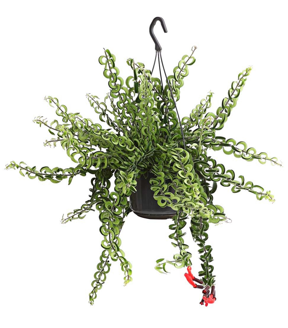 Dehner Zimmerpflanze Schamblume Twister, ca. 40-50 cm, Ø Topf 15 cm, dekorativ, Ampelpflanze, rote Blüten