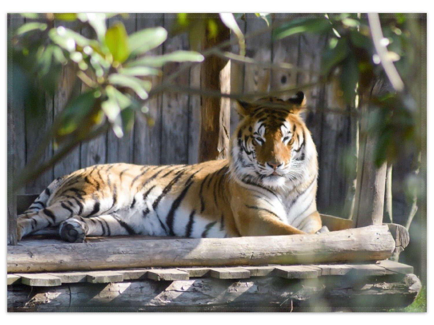 Wallario Teppich Tiger im Sonnenschein, rechteckig, rutschfest