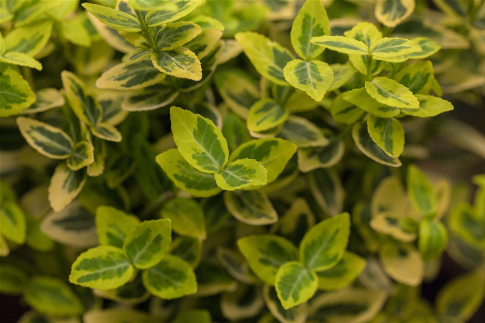 Pflanzen für Dich Bodendecker Euonymus fortunei 'Emerald'n Gold', 1 St., Kriechspindel, Spindelstrauch, gelbgrün, winterhart – Bild 2 von 5