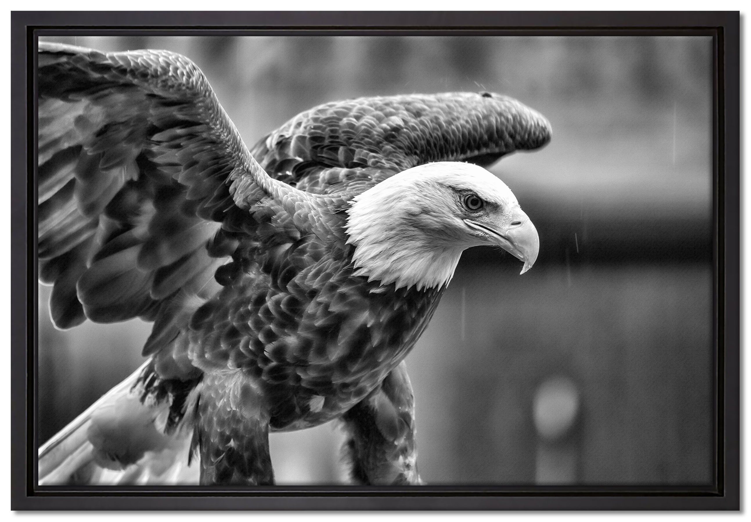 Pixxprint Leinwandbild Adler, Wanddekoration (1 St), Leinwandbild fertig bespannt, in einem Schattenfugen-Bilderrahmen gefasst, inkl. Zackenaufhänger