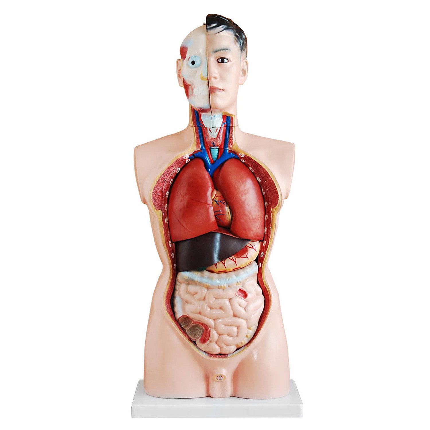 MedMod Dekoobjekt Anatomie Anatomisches Körper Modell Torso Puppe mit Organe 85 cm