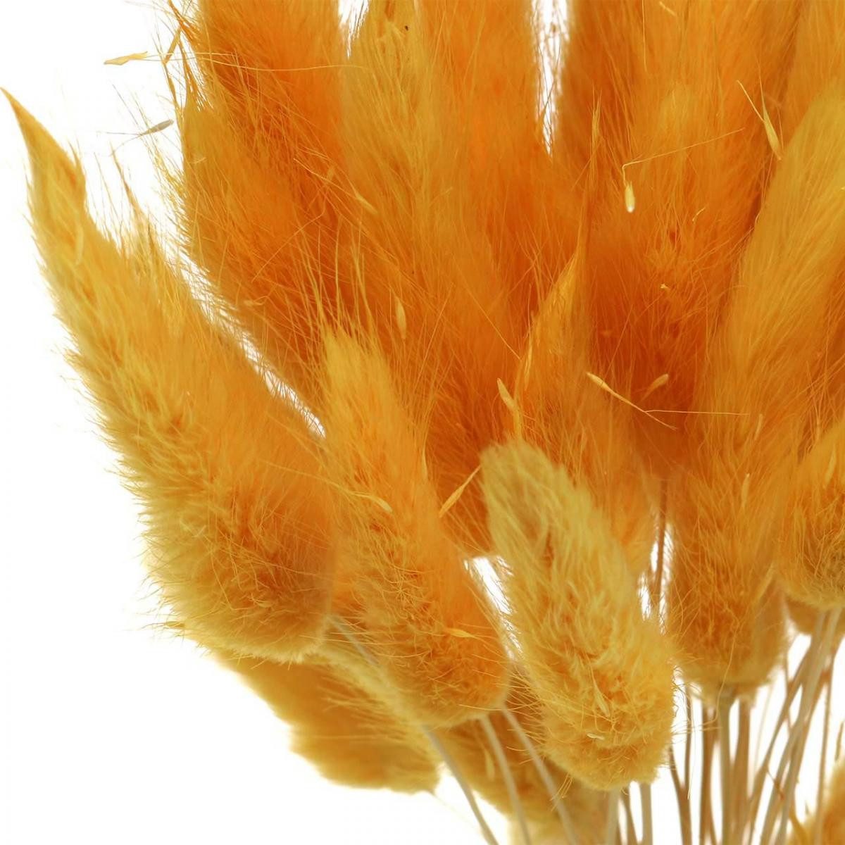 Trockenblume Lagurus Gelb, Dekogras, Hasenschwanz-Gras, Trockenblumen, Florists Products, Höhe 27.5 cm