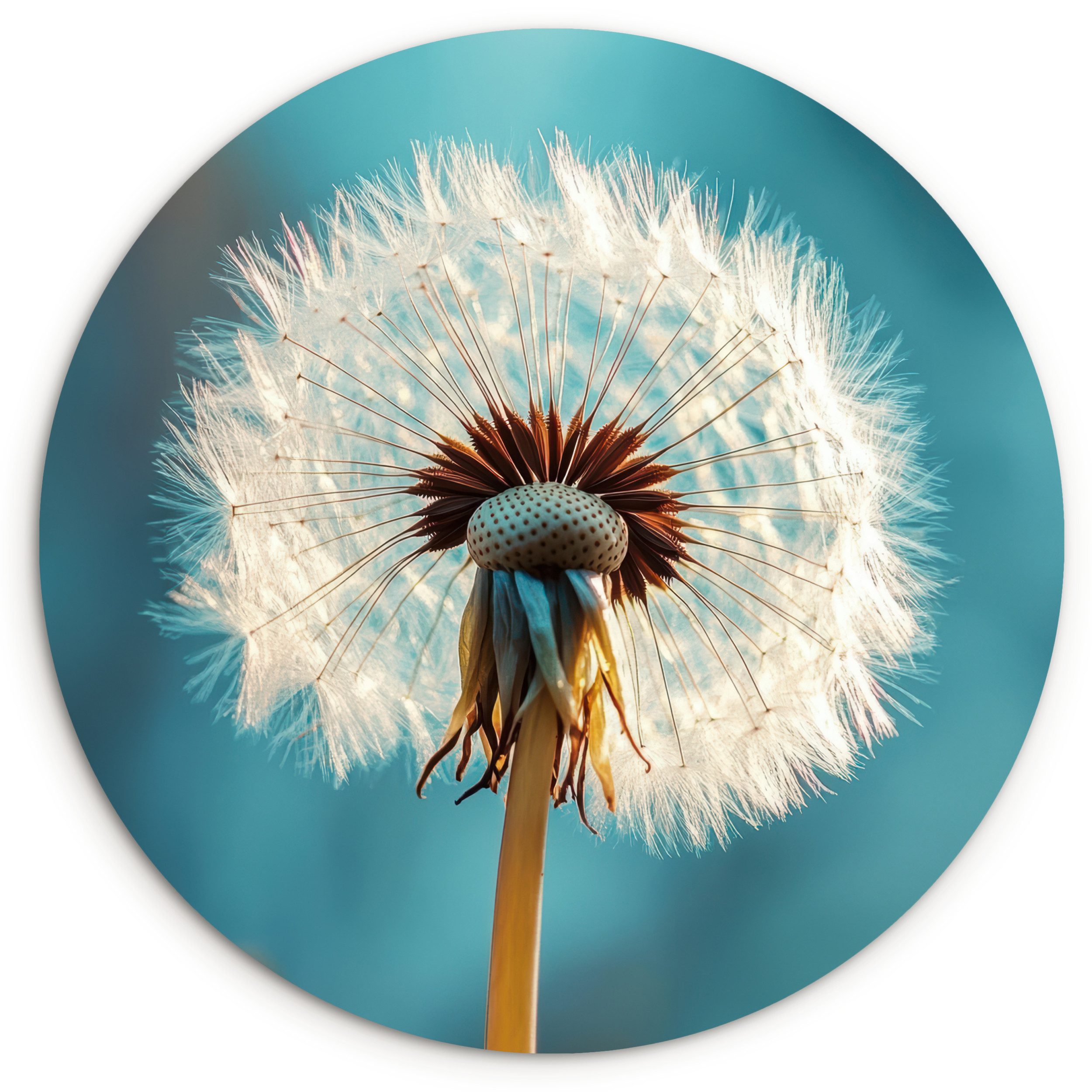 MuchoWow Gemälde Löwenzahn - Natur - Blumen - Blau, Fotodruck (1 St), Kreis Wanddekoration, Rundes Wandbild, 30x30 cm