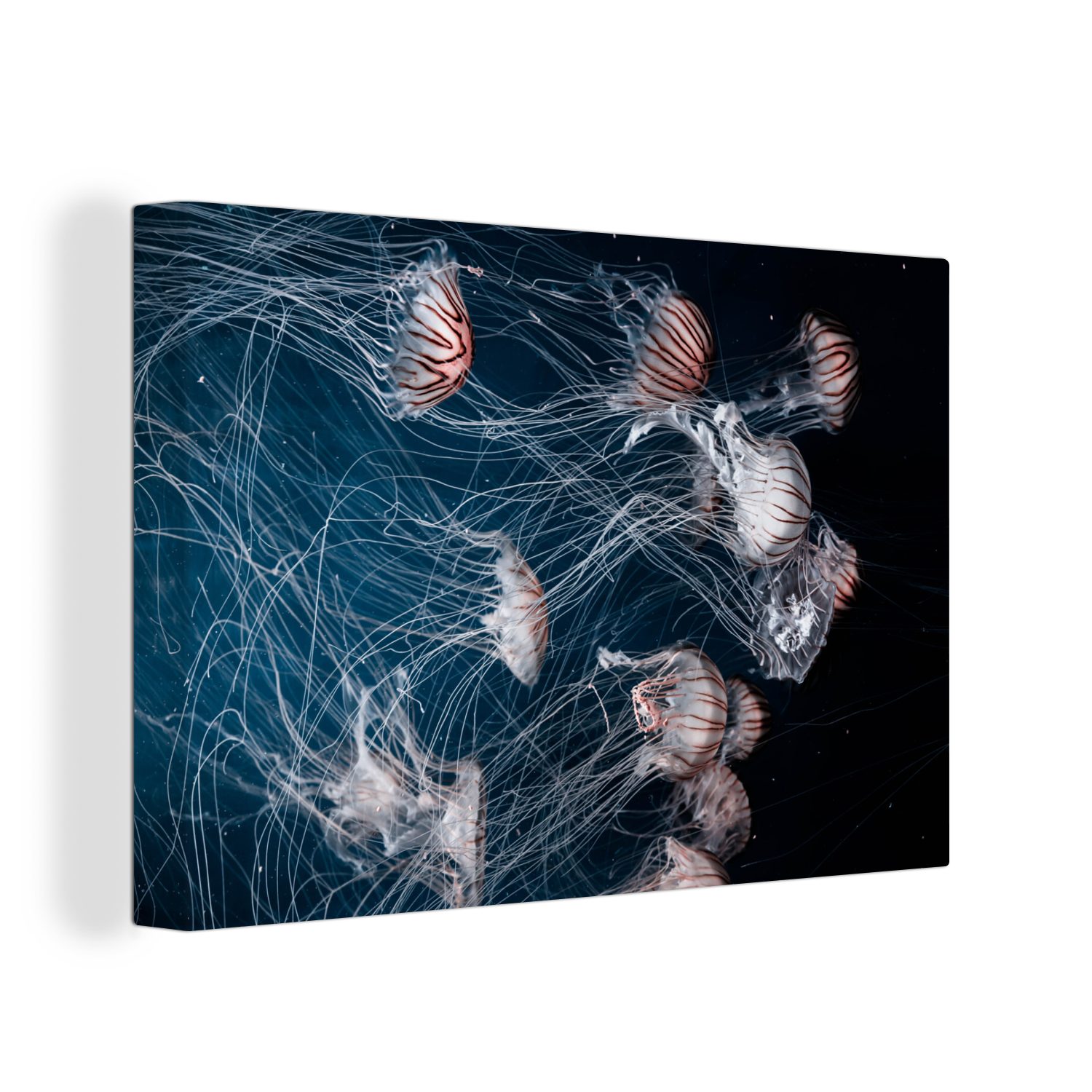 OneMillionCanvasses® Leinwandbild Meerestiere - Quallen - Wasser, (1 St), Wandbild Leinwandbilder, Aufhängefertig, Wanddeko, 30x20 cm