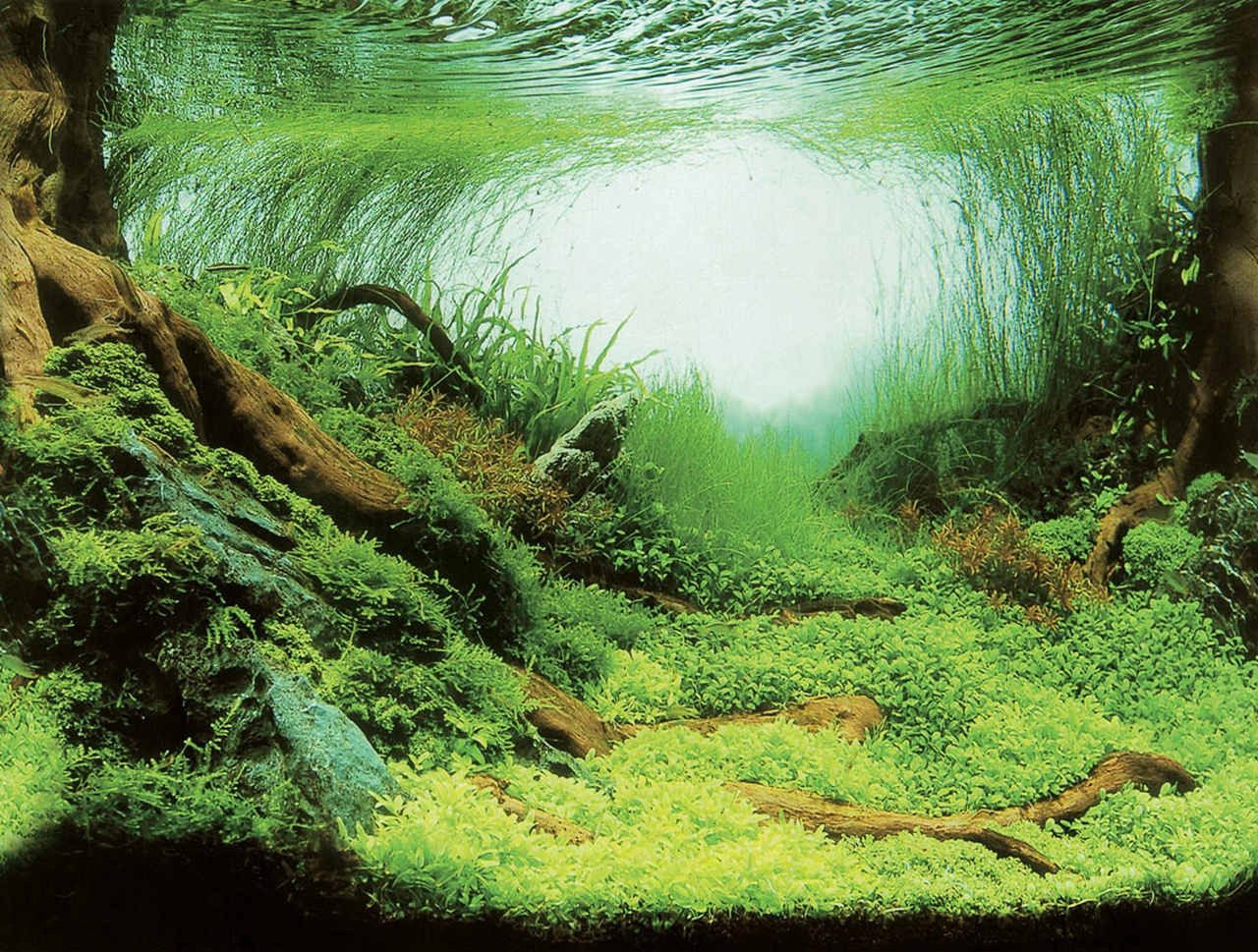 AQUA NOVA Aquarienrückwand Aquarium Rückwandfolie 2in1 doppelseitig, 60x30 / 100x50 / 150x60 cm, Beidseitig Rückwandfolie, Realistische 3D-Optik