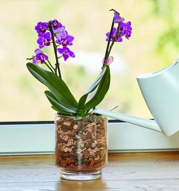 Seramis Pflanzgranulat Seramis Spezial - Substrat für Orchidee Einzelpack, mit Spezial-Substrat für Orchideen, 2,5 l