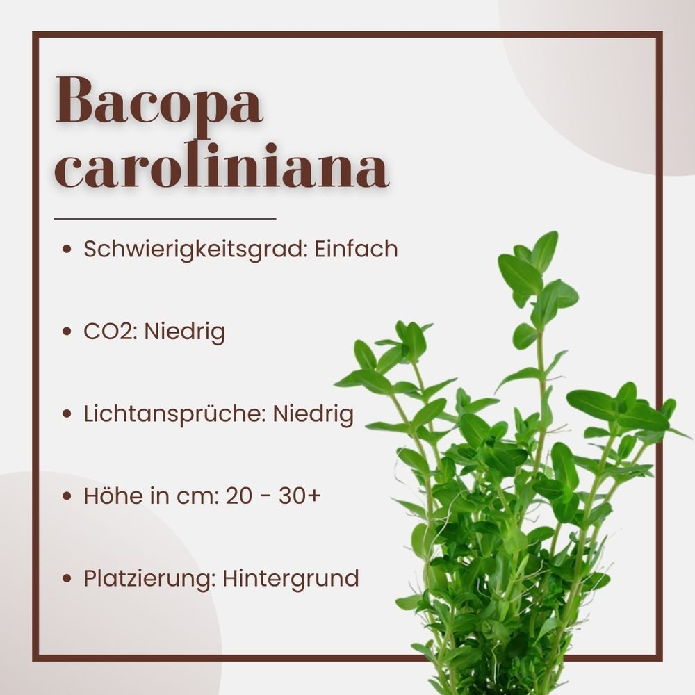 Aquaone Wasserpflanze Aquarium Pflanze Bacopa caroliniana Nr.343