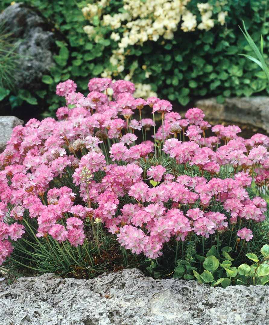Pflanzen für Dich Staude Armeria juniperifolia, 1 St., Grasnelke, Grasblättrige Grasnelke