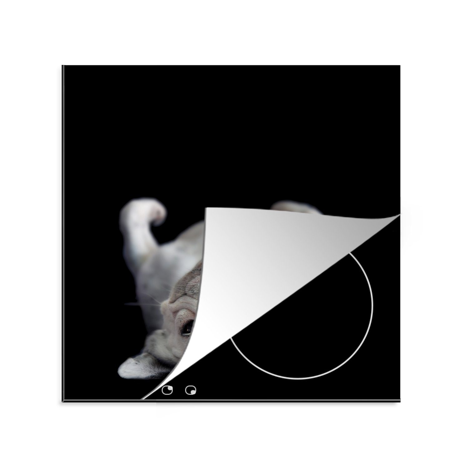 MuchoWow Herdblende-/Abdeckplatte Bulldogge auf 78x78 für dem küche cm, auf Rücken tlg), liegend schwarzem Hintergrund, (1 Arbeitsplatte Vinyl, Ceranfeldabdeckung