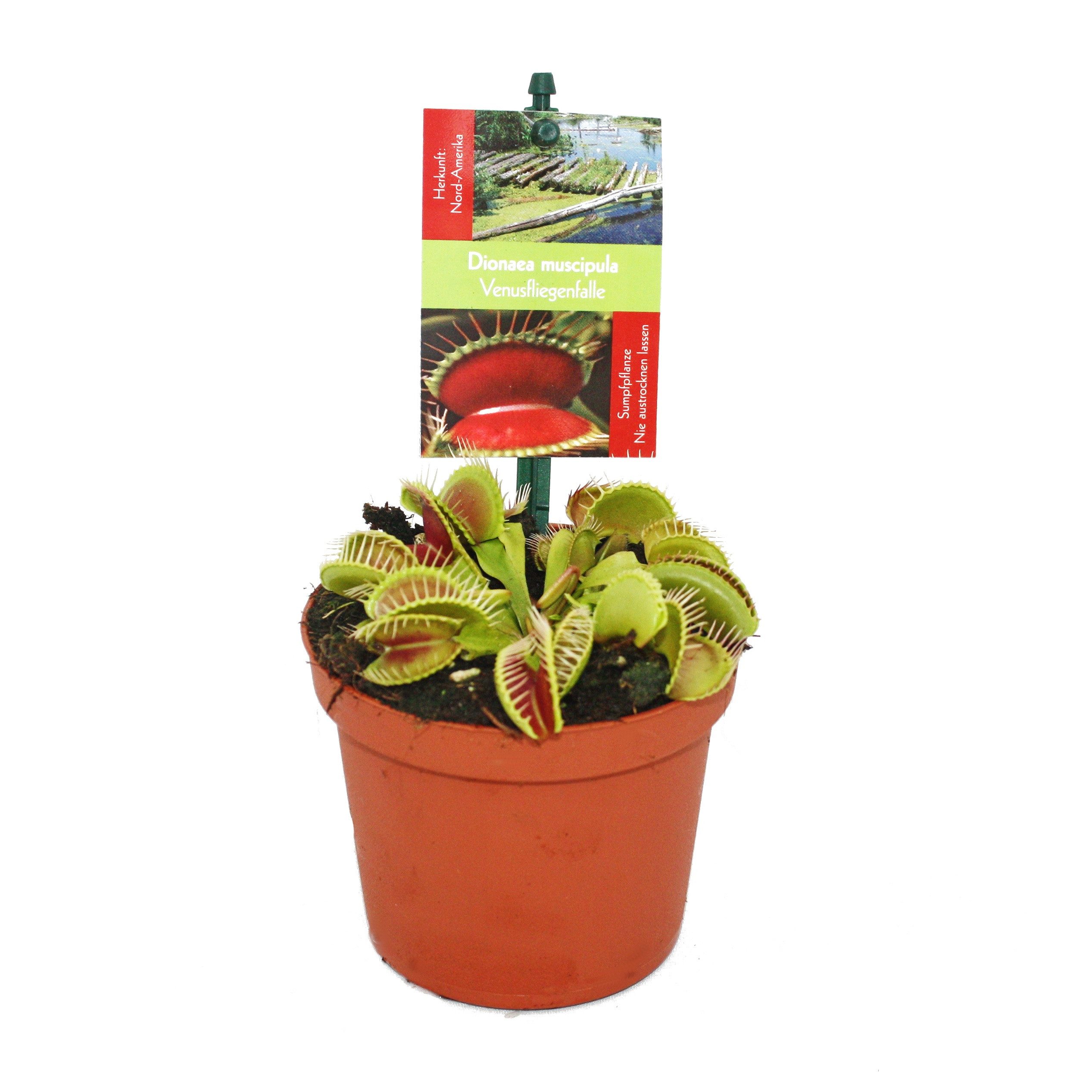 Exotenherz Zimmerpflanze Venusfliegenfalle - Dionaea muscipula - 9cm Topf günstig online kaufen