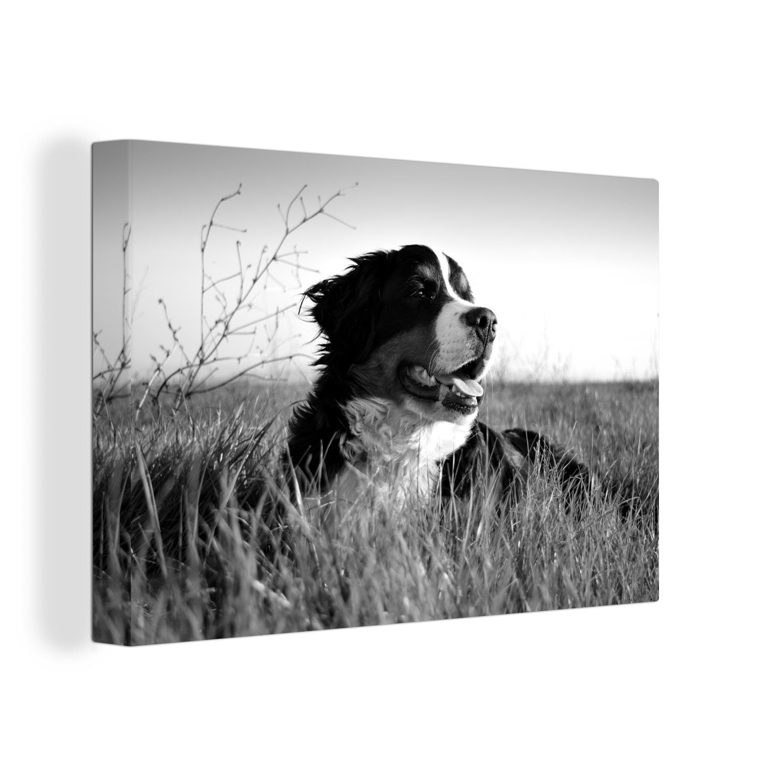 OneMillionCanvasses® Leinwandbild Berner Sennenhund im Gras liegend - schwarz und weiß, (1 St), Wandbild Leinwandbilder, Aufhängefertig, Wanddeko, 30x20 cm