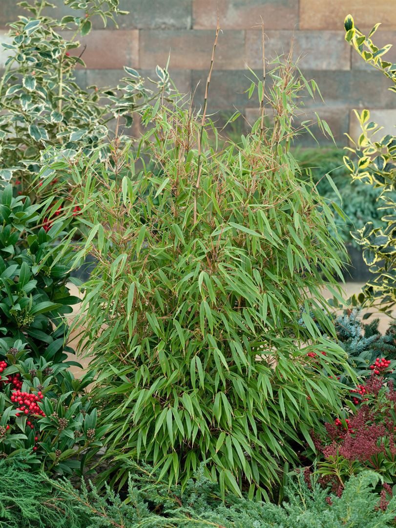 Pflanzen für Dich Hecken Fargesia muriel. Sonnenschein, 1 St., Muriel-Bambus, Gartenbambus, Schirmbambus, gelbgrün, winterhart