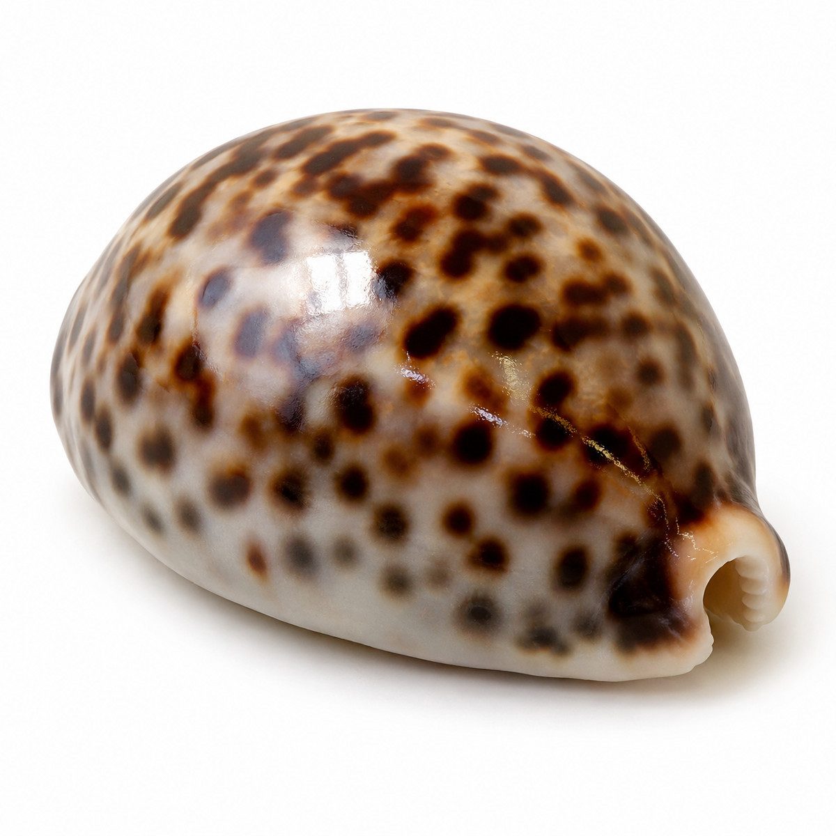 NaDeco Bastelnaturmaterial Cypraea tigris Kauri-Tigerschnecke ca. 5-7cm