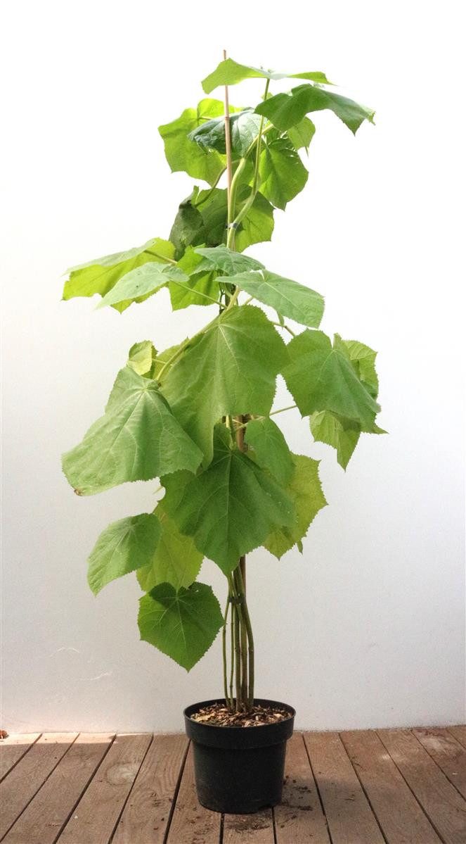 Pflanzen für Dich Baum Paulownia tomentosa, 1 St., Blauglockenbaum, Kaiserbaum, Kaiser-Paulownie, schnellwachsend, violettblühend